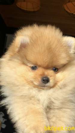 Teddy Bear Surat Yapısına Sahip Olan Pomeranian Yavrumuz 3