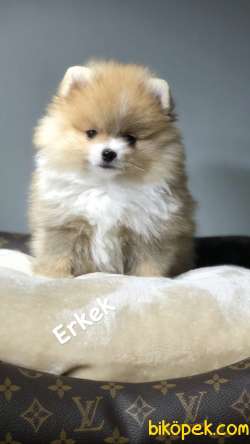 Teddy Bear Surat Yapısına Sahip Olan Pomeranian Yavrumuz 4