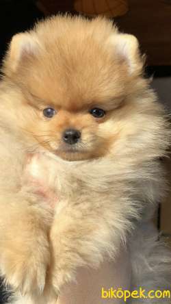 Teddy Bear Surat Yapısına Sahip Olan Pomeranian Yavrumuz 1