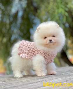 Teddy Bear Surata Sahip Kızım MİMİ 2