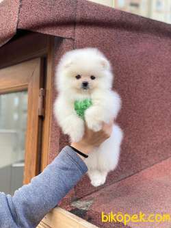 Teddy Bear Surata Sahip Pomeranian Kızım “MOLLY” 3