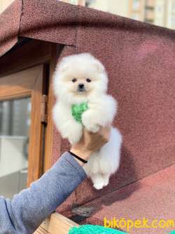 Teddy Bear Surata Sahip Pomeranian Kızım “MOLLY” 4