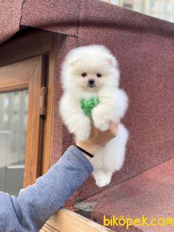 Teddy Bear Surata Sahip Pomeranian Kızım “MOLLY” 1