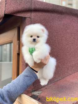 Teddy Bear Surata Sahip Pomeranian Kızım “MOLLY” 5
