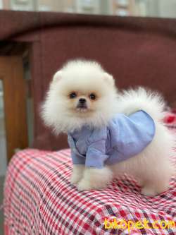 Teddy Bear Surata Sahip Pomeranian Yavrularımız 4