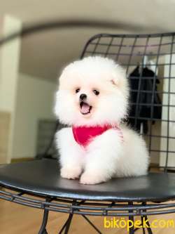 Teddy Bear Suratlı Kar Beyaz Pomeranian Kızımız 4