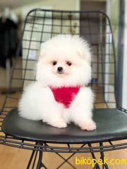 Teddy Bear Suratlı Kar Beyaz Pomeranian Kızımız 3