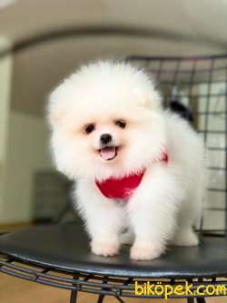 Teddy Bear Suratlı Kar Beyaz Pomeranian Kızımız 1