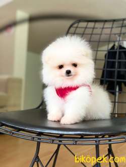 Teddy Bear Suratlı Kar Beyaz Pomeranian Kızımız 2
