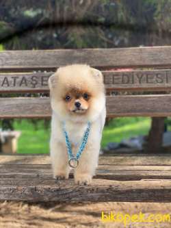 Teddy Bear Suratlı Kızımız 1