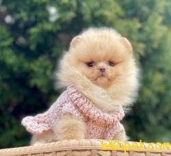 Teddy Bear Suratlı Pomeranian Kızımız 1