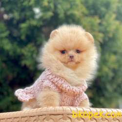 Teddy Bear Suratlı Pomeranian Kızımız 2