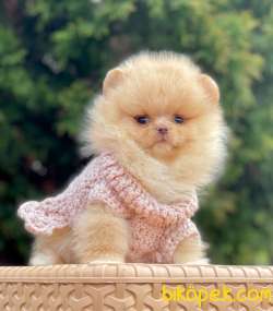 Teddy Bear Suratlı Pomeranian Kızımız 3