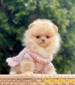 Teddy Bear Suratlı Pomeranian Kızımız 4