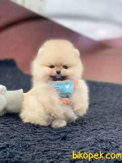 Teddy Bear Suratlı Pomeranian Oğlumuz 3