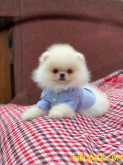 Teddy Bear Suratlı Pomeranian Yavrularımız 5