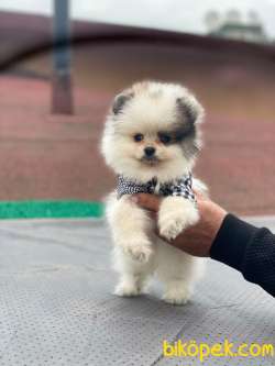 Teddy Bear Suratlı Pomeranian Yavrularımız 2