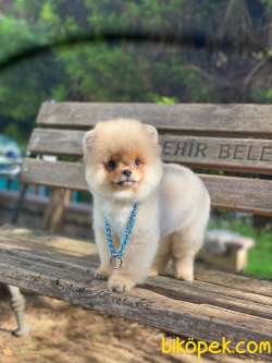 Teddy Bear Suratlı Pomeranian Yavrularımız 4