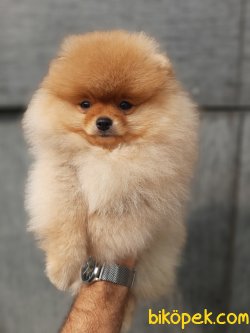 Teddy Bear Suratlı Pomeranian Yavrumuz 1