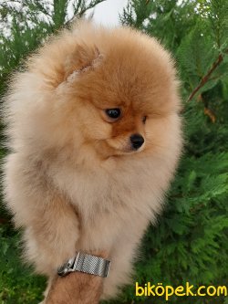 Teddy Bear Suratlı Pomeranian Yavrumuz 3