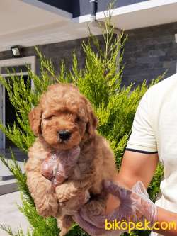 Teddy Bear TOY POODLE YAVRULARI 5