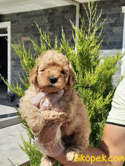 Teddy Bear TOY POODLE YAVRULARI 3