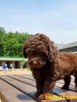 TEDDY BEAR TOY POODLE YAVRULARI 5