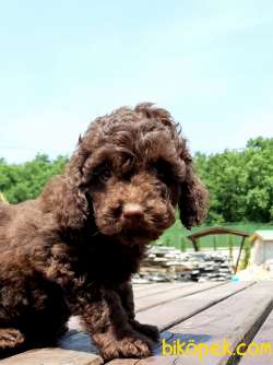 TEDDY BEAR TOY POODLE YAVRULARI 1
