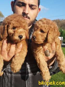 SATILIK TEDDY BEAR TOY POODLE YAVRULARI 4