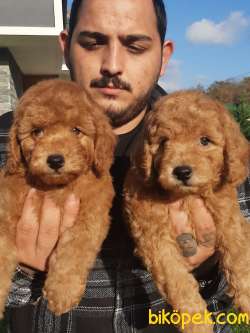 SATILIK TEDDY BEAR TOY POODLE YAVRULARI 2