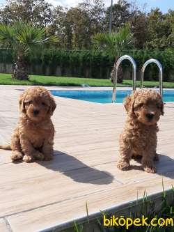 TEDDY BEAR TOY POODLE YAVRULARI Üst Kalite 2