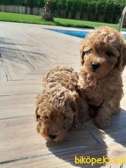 TEDDY BEAR TOY POODLE YAVRULARI Üst Kalite 4
