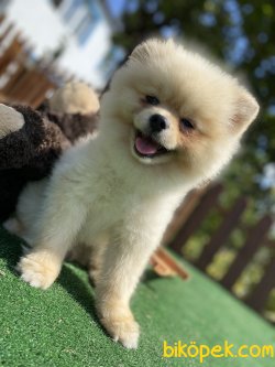 TEDDY BEAR ÜST KALİTE BOO 3