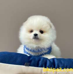 Teddy Bear Wc Eğitimli Pomeranian Boo 1