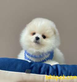 Teddy Bear Wc Eğitimli Pomeranian Boo 3