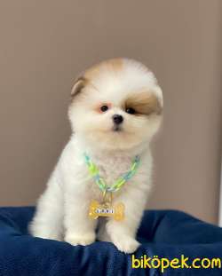Teddy Bear Wc Eğitimli Pomeranian Boo 2
