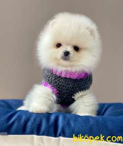 Teddy Bear Wc Eğitimli Pomeranian Boo 4