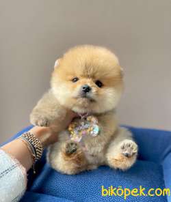 Teddy Bear Wc Eğitimli Pomeranian Boo 1