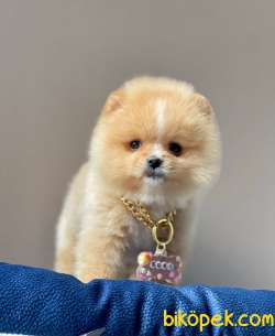 Teddy Bear Wc Eğitimli Pomeranian Boo 3
