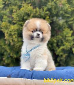 Teddy Bear Wc Eğitimli Pomeranian Boo 5