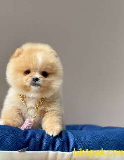 Teddy Bear Wc Eğitimli Pomeranian Boo 2