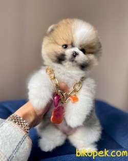 Teddy Bear Wc Eğitimli Pomeranian Boo 4