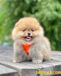 Teddy Bear Wc Eğitimli Pomeranian Boo Yavrular 4