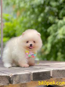 Teddy Bear Wc Eğitimli Pomeranian Boo Yavrular 3
