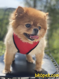 Teddy Bear Xs Pomeranian Boo 1
