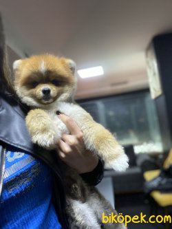 Teddy Bear Xs Pomeranian Boo Yetişkin Köpeğimiz 2