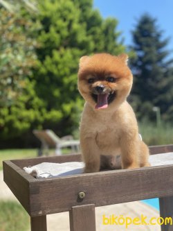 Teddy Bear Xs Pomeranianboo Ayı Surat 3