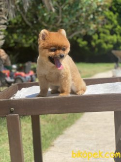 Teddy Bear Xs Pomeranianboo Ayı Surat 4