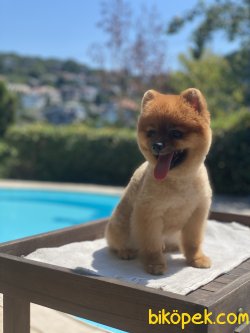Teddy Bear Xs Pomeranianboo Ayı Surat 2