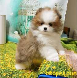 TEDDY BEAR YAVRULAR 1